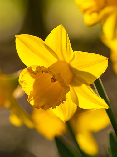 Gele-narcis-bloem