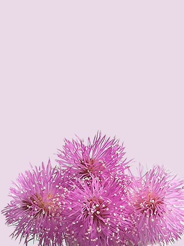 Mimosa-Kruidje-roer-mij-niet-Fleurop