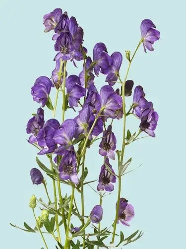 bloemeninformatie monnikskap aconitum