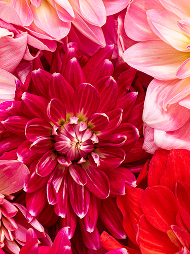 Rode-dahlia-bloem-fleurop