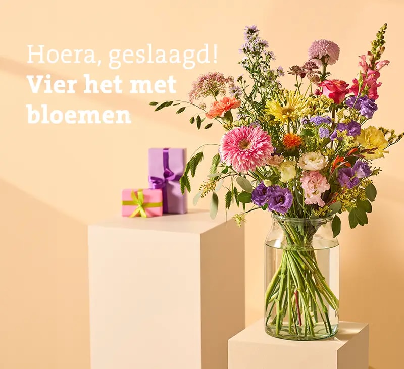 header geslaagd 2026 mb