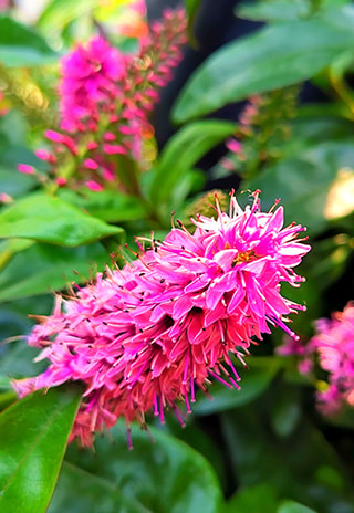Vlinderstruik-roze-pink-delight