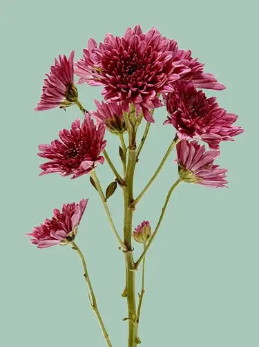 geboortebloem november chrysant