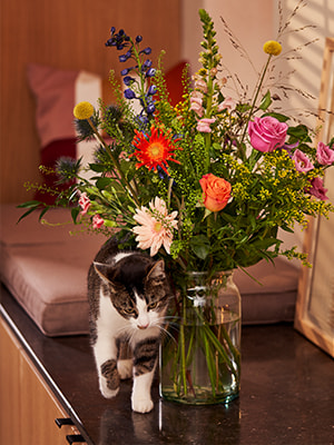 Giftige-bloemen-en-planten-voor-huisdieren