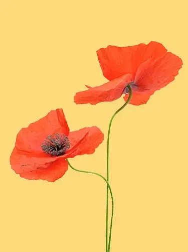 klaproos geboorte bloem