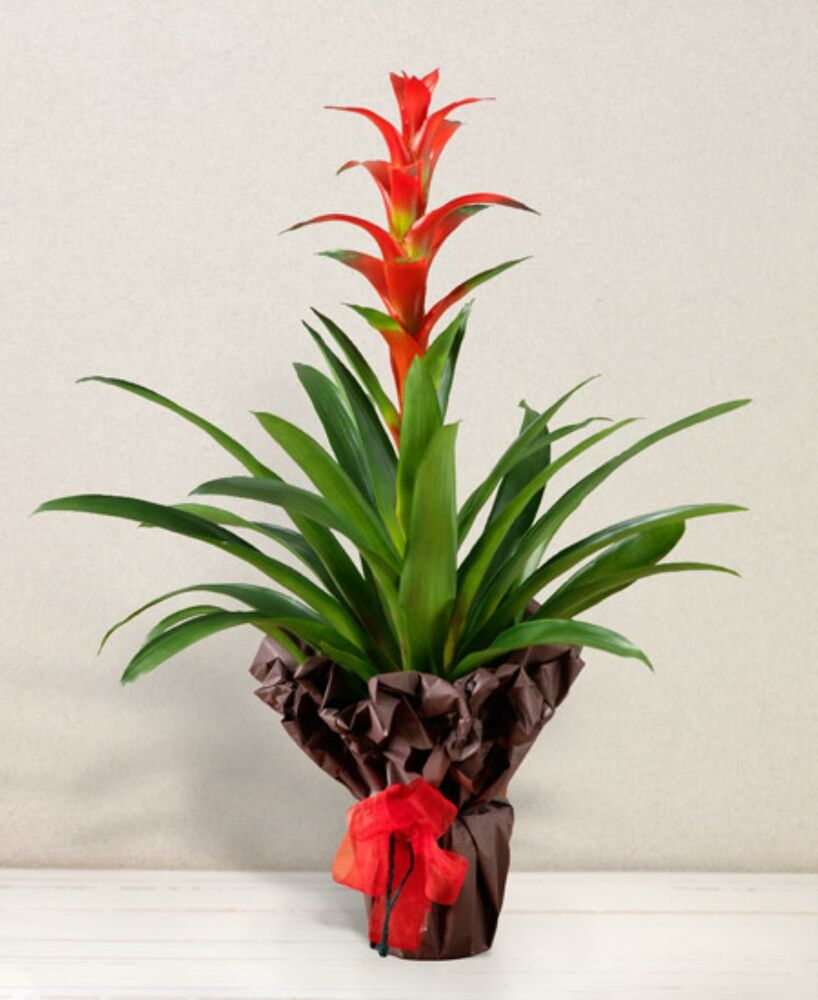 Guzmania