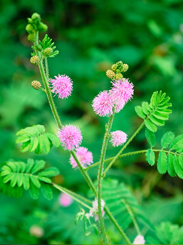 Mimosa-Pudica-informatie-Fleurop