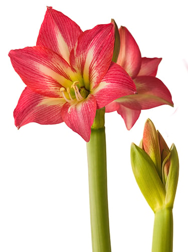 Afbeelding-amaryllis-fleurop