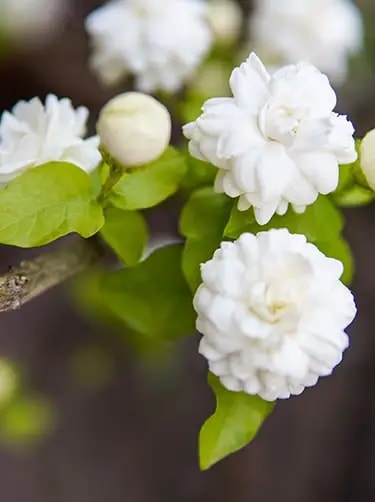 arabische jasmijn bloemsoort