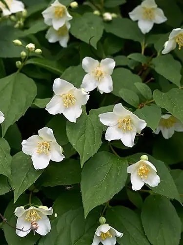 boeren jasmijn bloemsoort