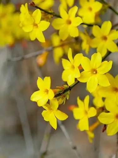 winterjasmijn bloemsoort