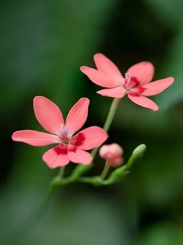 schijnfreesia bloemsoort