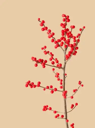 geboortebloem december hulst