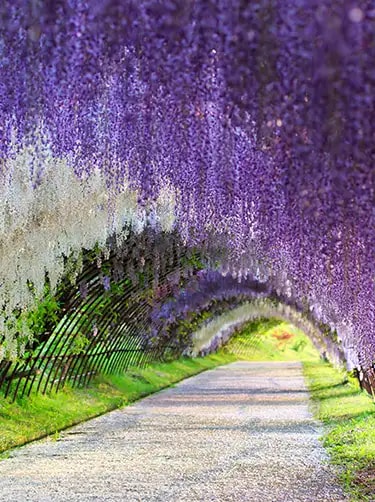 kawachi fuji garden