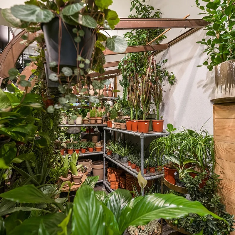 planten sjerp rotterdam