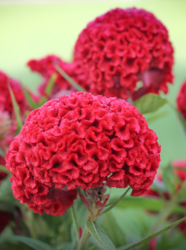 De-rode-celosia-Fleurop