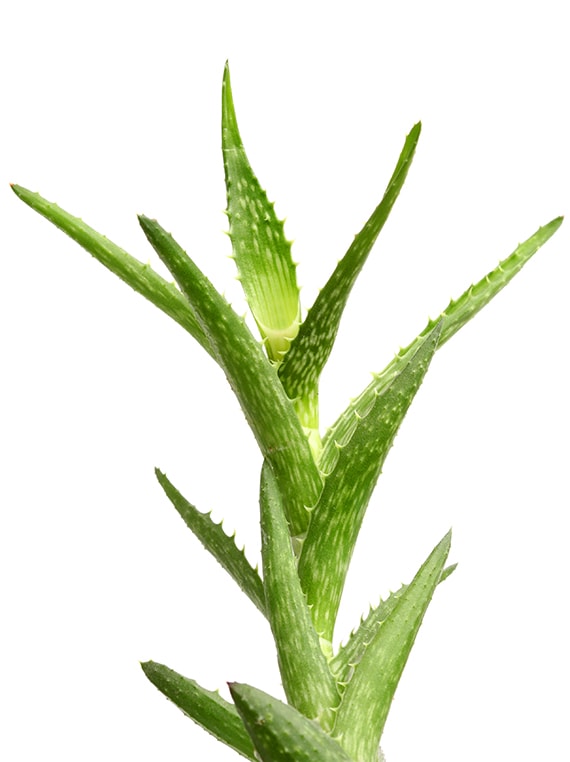 Aloe-vera-giftig-huisdieren