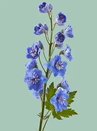 bloem delphinium ridderspoor