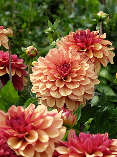 Dahlia-creme-de-cognac-informatie