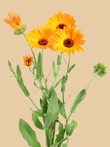 geboortebloem oktober goudsbloem