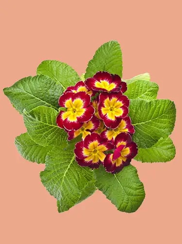 geboortebloem februari primula