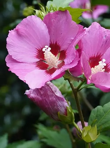 hibiscus syriacus