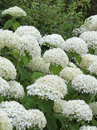 Hortensia-strong-annabelle-fleurop