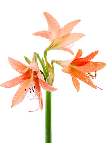 Hippeastrum-soorten-Fleurop