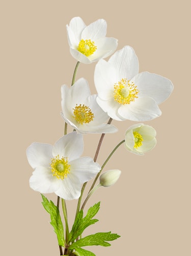 Witte-anemoon