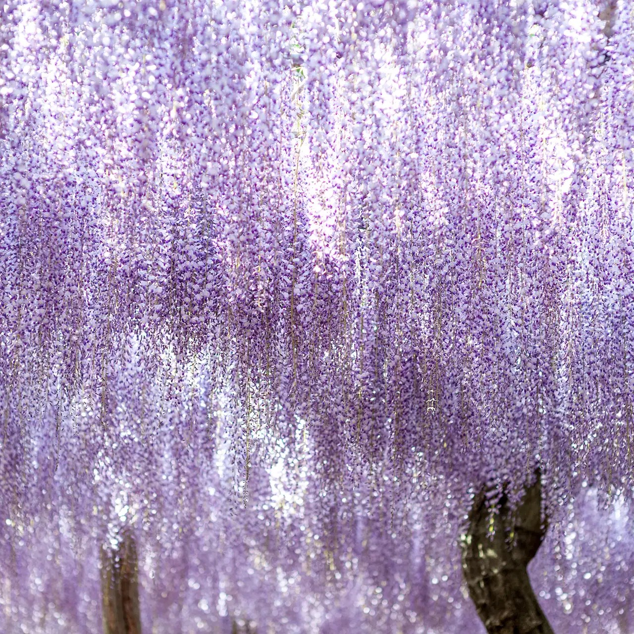 kawachi fuji japanse tuin