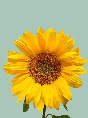 Zonnebloem gele bloemen