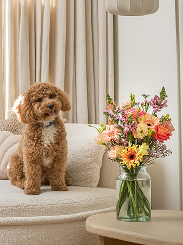 Huisdiervriendelijk-boeket-hond-en-kat
