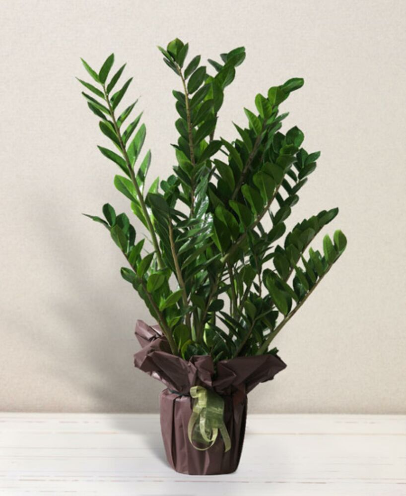 Zamioculcas