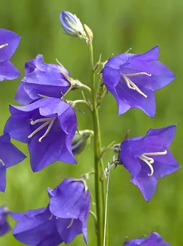 campanula persicifolia