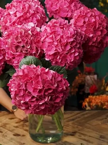 hortensia op vaas