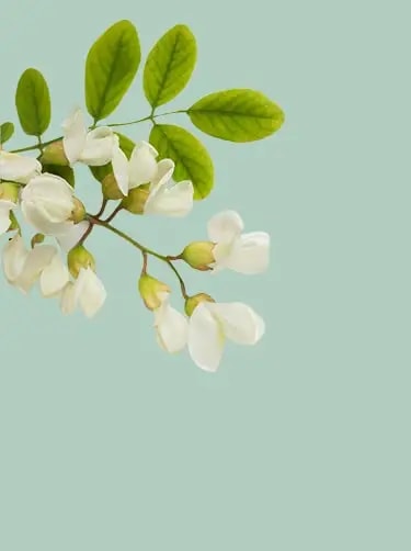 acacia bloemen
