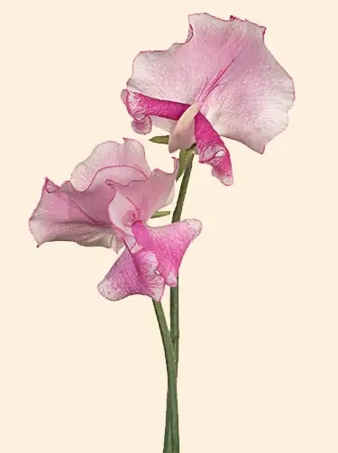 geboortebloem april lathyrus