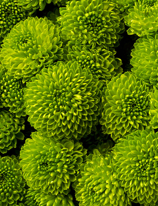 Groene-bloemen-en-planten