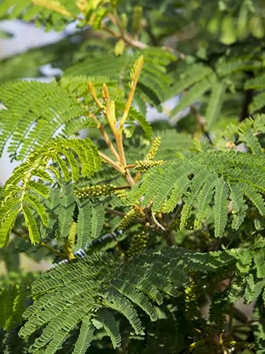 zwarte acacia