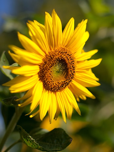 Dwergzonnebloem