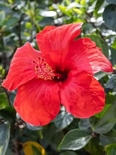 chinese roos hibiscus rosa-sinensis