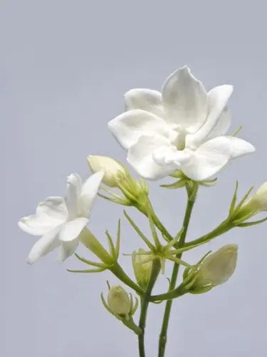 bloemenregister jasmijn