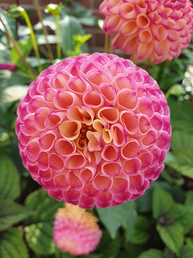 Dahlia-Burlesca-informatie