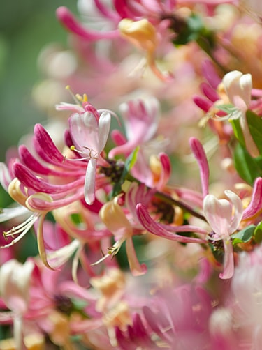 Kamperfoelie-lonicera-japonica-Fleurop