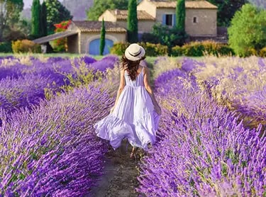 lavendel in de provence
