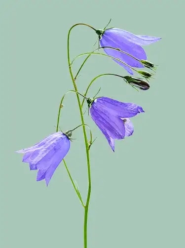 bloem campanula