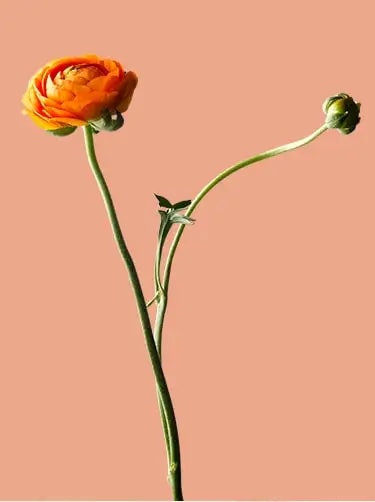 ranonkel bloemsoort