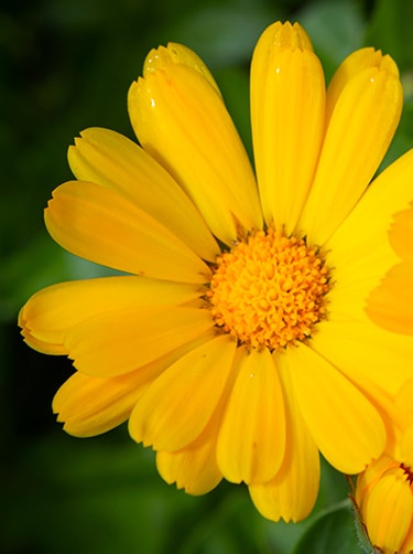 Gele-calendula-bloem
