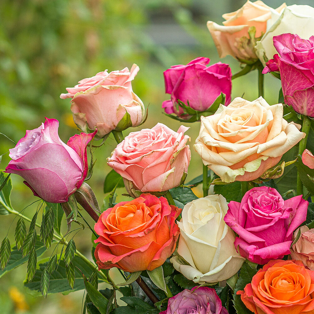 Groen Gekeurd rozen