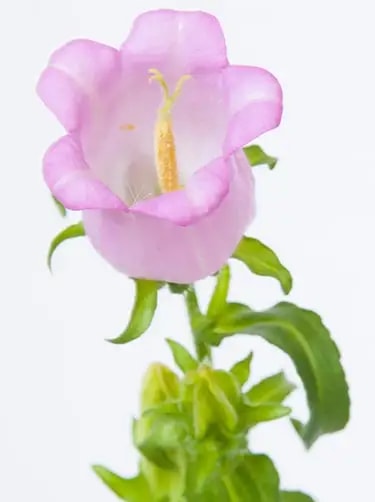 campanula medium champion